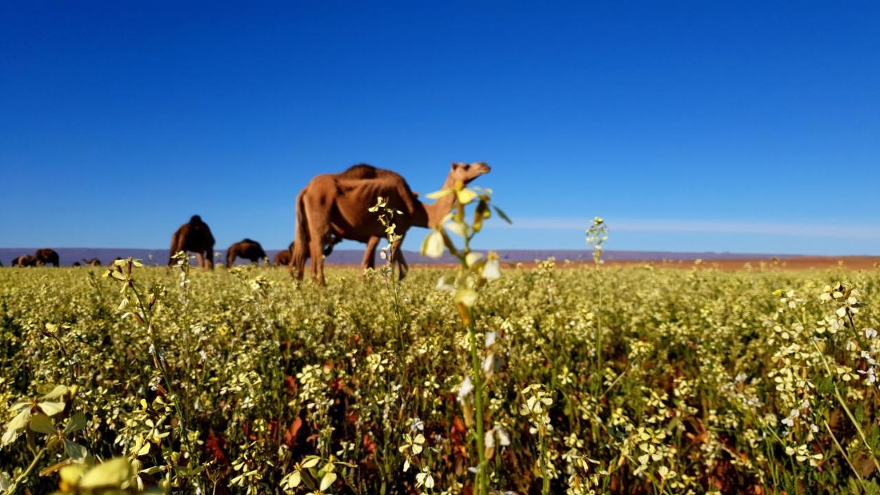 Sahara Luxury Camp Vip Hotell Merzouga Exteriör bild